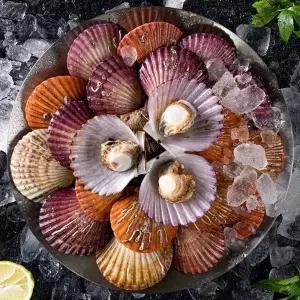 [당일조업] 청정 남해안 통영 비단가리비 1kg(25미 내외)
