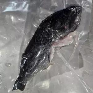 싱싱햇 국산 손질 우럭 구이 매운탕 생물우럭 350g