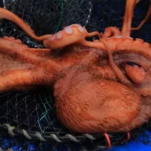 [S] 요리조리 국내산 여수 통영 돌문어 1kg 1-3미 내외