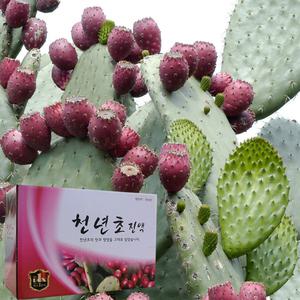 엄마애손 천년초즙 100ml x 60포 국내산 천년초추출액 / 구정 명절 선물세트