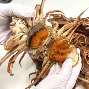 정식수입 북해도 활 빵게 2kg 암컷대게 짜박게
