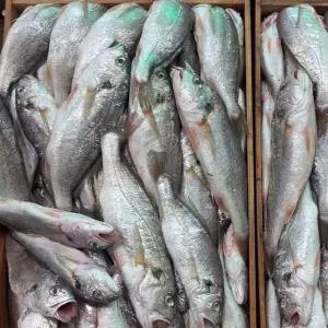 국내산 생물 백조기 생조기 2kg