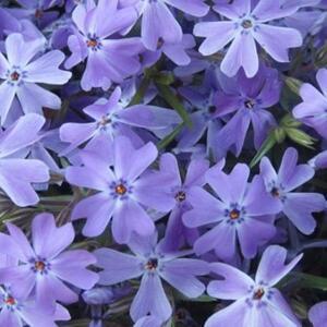 야생화_꽃잔디(에메랄드)_4치포트(10개묶음)_정원수/조경수/묘목/I1129