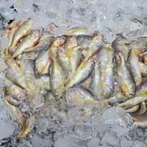 국내산 신안 황석어 2kg 깡다리 새끼조기 참조기 황석어젓갈