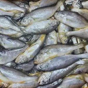 국내산 참조기 3KG 조기 참조기 생선 생물 국내산
