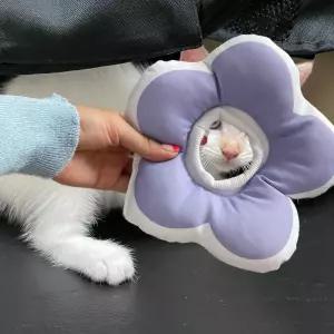 꽃피는 강아지 고양이 쿠션 넥카라 퍼플 S 쿠션넥카라 강아지넥카라