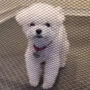 부착식후크 강아지 소형 아기울타리 애견펜스 강아지휀스