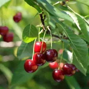 [파주] 약산체리원 체리따기체험/파주가볼만한곳/농장체험/과일따기/아이와함께/파주놀거리/왕체리