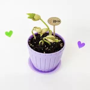 강남콩 키우기 씨앗 성장관찰 화분재배키트 가정용 반려식물 유치원 새싹재배 원예DIY