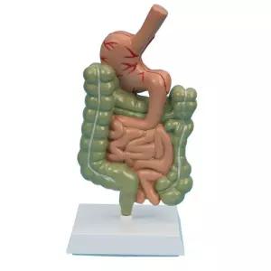 해부 소화계모형 장기 입체 소장 대장 소화기관 단면 과학실 몸통 해부학