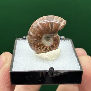 A1-4A 마다가스카르 암몰라이트 나사 화석 형성 광석 수집 컬러 돌 및 크리스탈 교육 표본 상자 크기: 35*