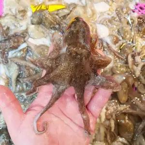 서해안 자연산 활 쭈꾸미 제철 주꾸미 생물 냉동 1kg