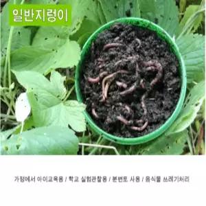 살아숨쉬는 일반지렁이(민물꽃지렁이) 청지렁이 말지렁이 산지렁이 낚시미끼 판매 여분흙 별도판매1kg 생물 학습용 실습용 파란낚시