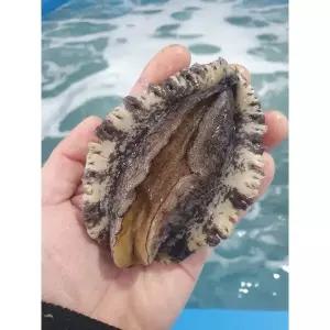 가람 완도산 활전복 대사이즈 8-9미 1kg
