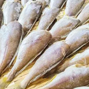 자연산 반건조 두절 참조기 500g (17미 내외 / 손질 후 크기 15cm 내외) / 전남목포