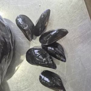 [제니네 제철과일] SG 산지발송 홍합 쫄깃 감칠맛