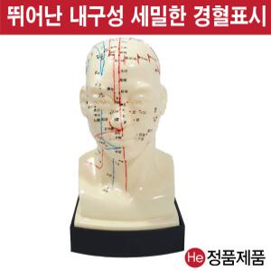 머리모형 1002ZY 사람인체구조 이끼 지압봉 요골 척골 인체해부도 고관절 침구 경혈 얼굴침술