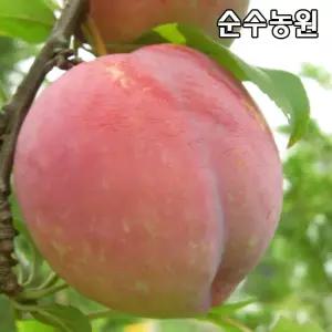 자두나무 묘목, 대왕자두 접목1년 뿌리묘 1개/유실수/과실수