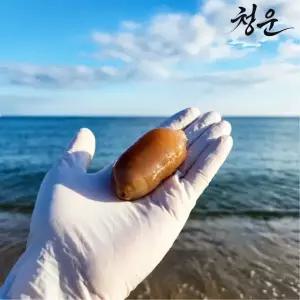 청운피싱레져 청운 생 개불 미끼 낚시용 대물 감성돔 참돔 원투낚시 미끼