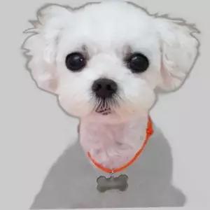 강아지 오색줄 인식표 팬던트 색상랜덤 이름표 1P