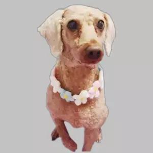 강아지 고양이 반려동물 목걸이 용품 꽃 L