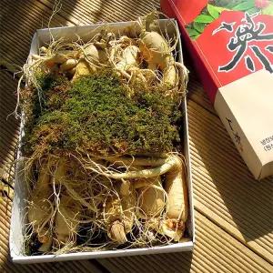 풍기인삼 6년근 난발삼(대) 750g(9~10뿌리)