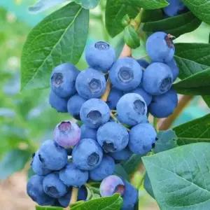 블루베리 블루퀸 15cm화분묘 유실수