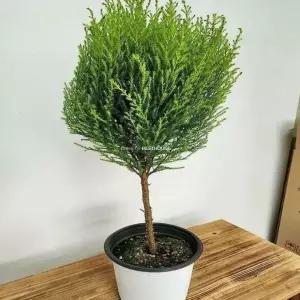 율마 토피어리 약60cm 실내화초 거실화분 베란다화분 실내화분 거실화분인테리어