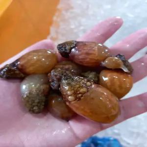 국내산 제철 미더덕 200g 500g 내외 횟감용 깐미더덕 별미 손질 오독오독 식감 회 오만둥이