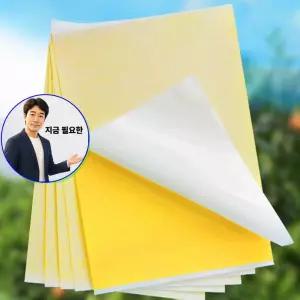 쌍문상회 지금 필요한 날파리 퇴치 트랩 초강력 벌레 끈끈이 양면용