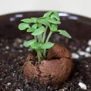 방울토마토 바질 해바라기 씨앗 흙 2개입 5봉