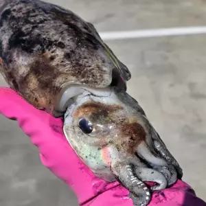 국내산 초대왕 활 갑오징어 2미 (1.2kg~1.5kg내외) 생물갑오징어 왕특대사이즈