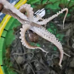 집들이음식  국산낙지 목포 갯벌 산낙지 5마리 싱싱한 뻘낙지 탕탕이