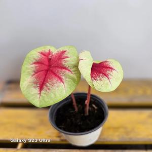 칼라디움 레몬브러쉬 /레드포인트 높이15~25CM