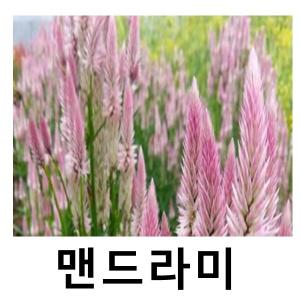 여우꼬리 맨드라미 꽃 야생화 10cm포트 5개묶음