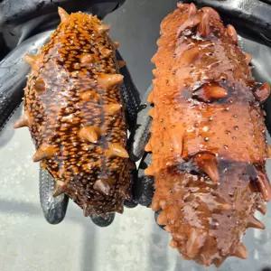 오독오독 바다향을 씹는 자연의 맛 동해 산지직송 돌기해삼 1kg