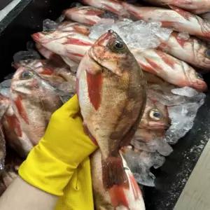 자연산 손질 가거도 불 볼락1kg 급냉열기 참볼락구이 해안열기
