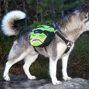 [반려] 강아지 백팩 산책 외출 짐 가방 캐리어 라지 애견백팩 애견이동가방