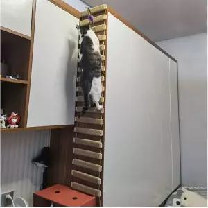 캣폴 캣타워 벽걸이 형 고양이 나무 사이 잘삼 Scratcher 인 가구 다리 줄 단계 사다리 포스트 벽