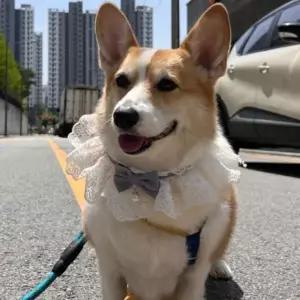 M 블루 강아지 고양이 레이스 리본 목카라 스카프 넥