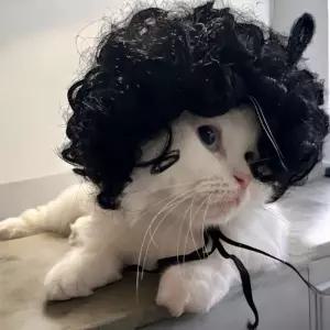 마이콜 뽀글머리 강아지 가발