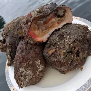 남해안 제철 돌멍게 1kg