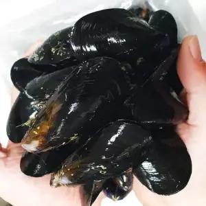 [아리팜] 당일채취 3차손질 여수 홍합 5kg