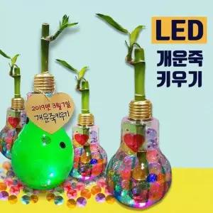 반짝반짝개운죽키우기 LED 수경식물 식물키우기 새싹
