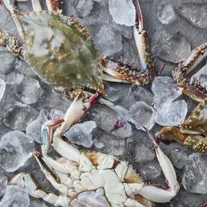 활숫꽃게 1kg 4-6미)