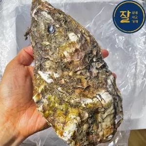 통영 삼배체굴 바위굴 생굴 1kg 벚굴 벗굴 개체