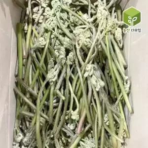 국내산 햇고사리 생고사리 4kg
