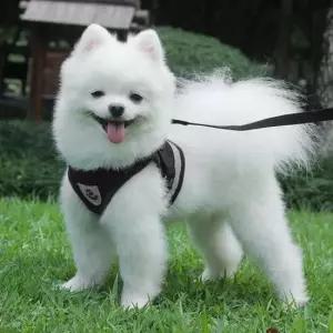반사 띠 하네스 강아지 목줄 가슴줄