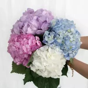 (플라워마켓) 수국 4color 양재꽃시장 생화 배달 꽃정기구독