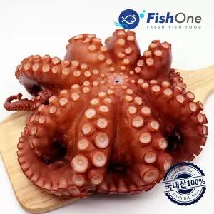 [피시원] 국내산 자숙 통문어 한마리 1.3kg